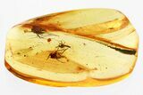 Detailed Fossil Biting Midge and Fungus Gnats In Baltic Amber #346668-1